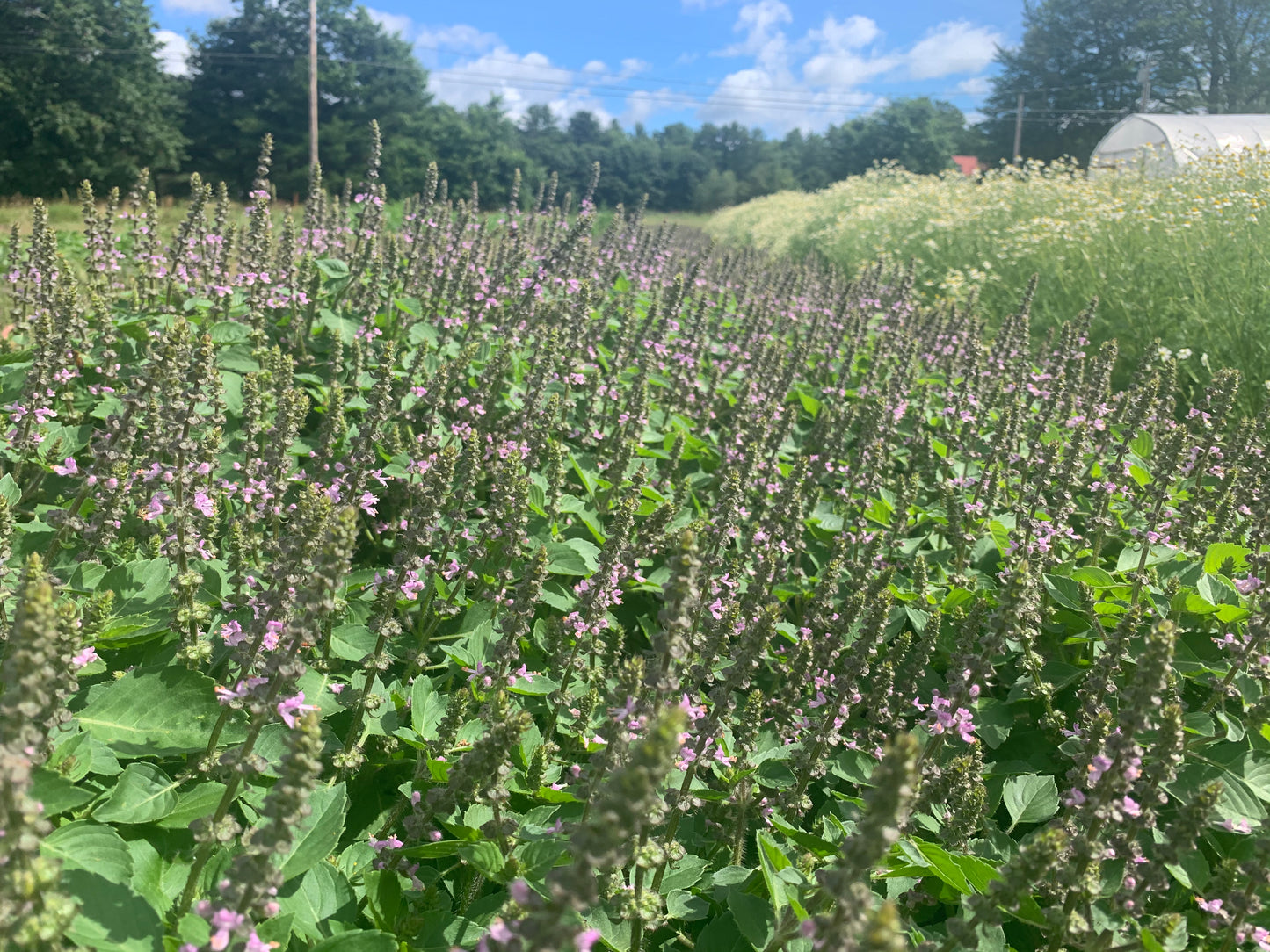 Tulsi ( Holy Basil )