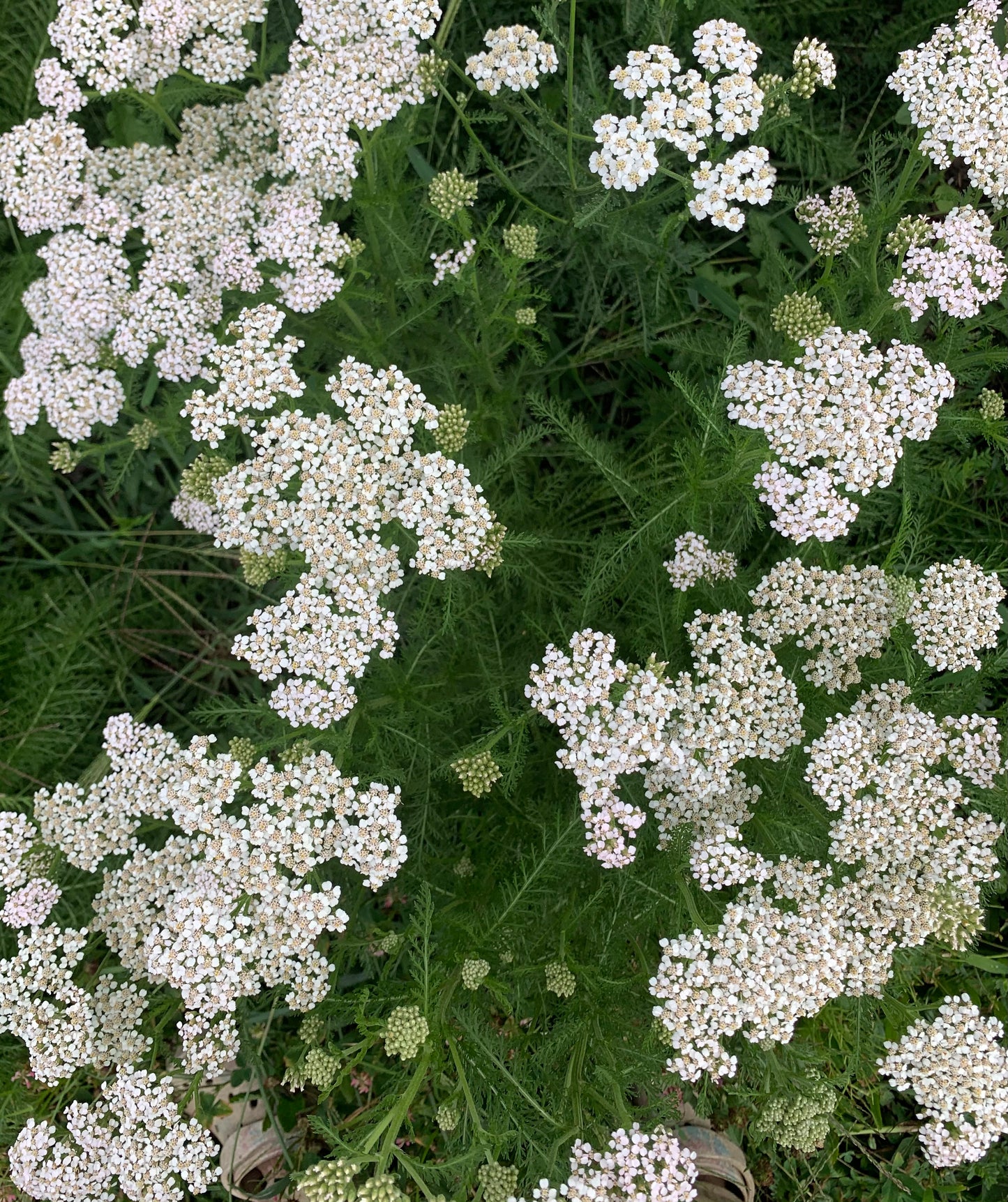 Yarrow