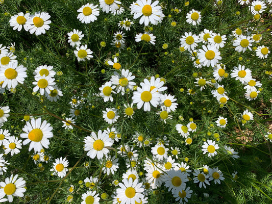 Chamomile Tincture
