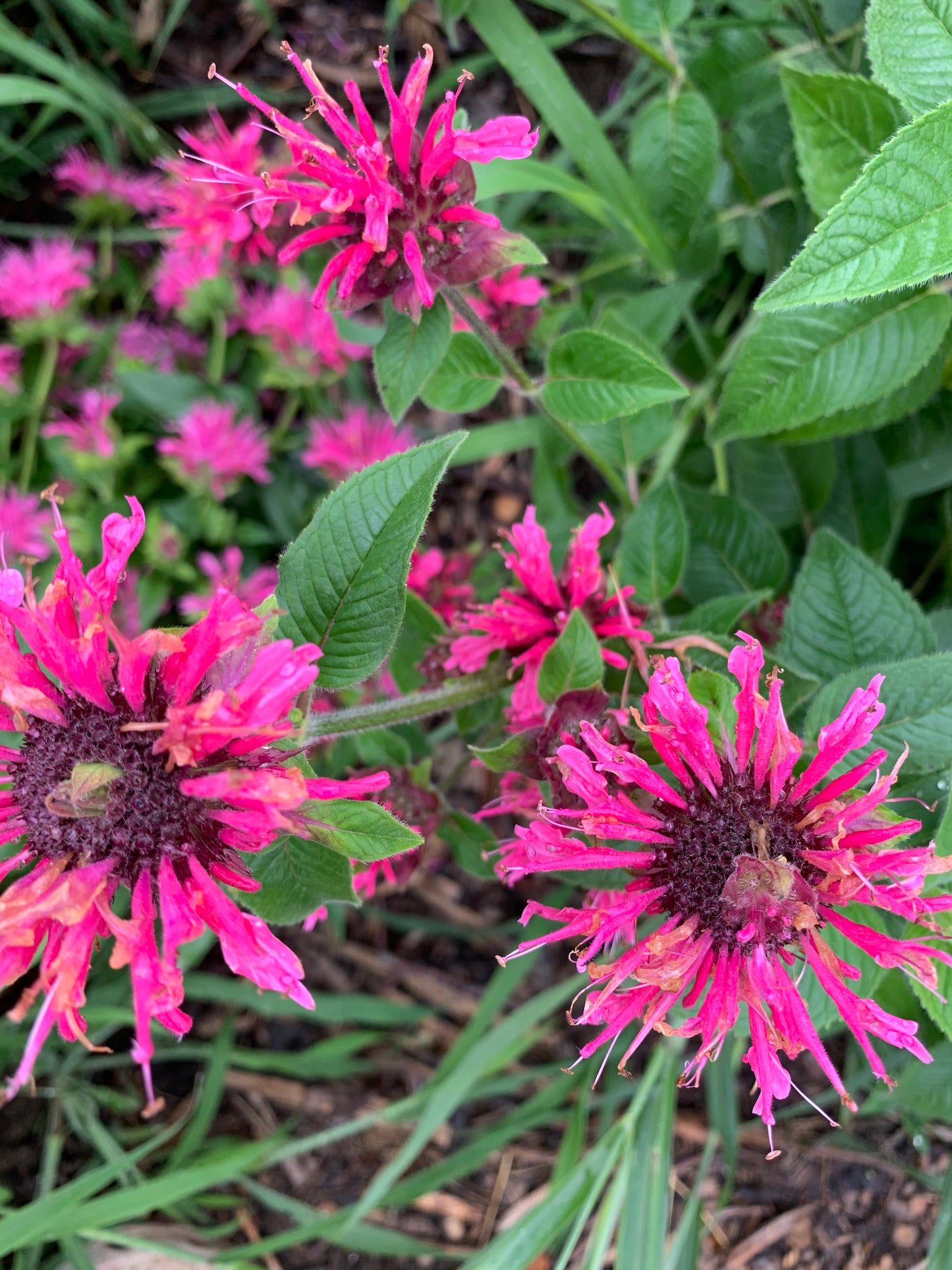 Bee Balm Seedling