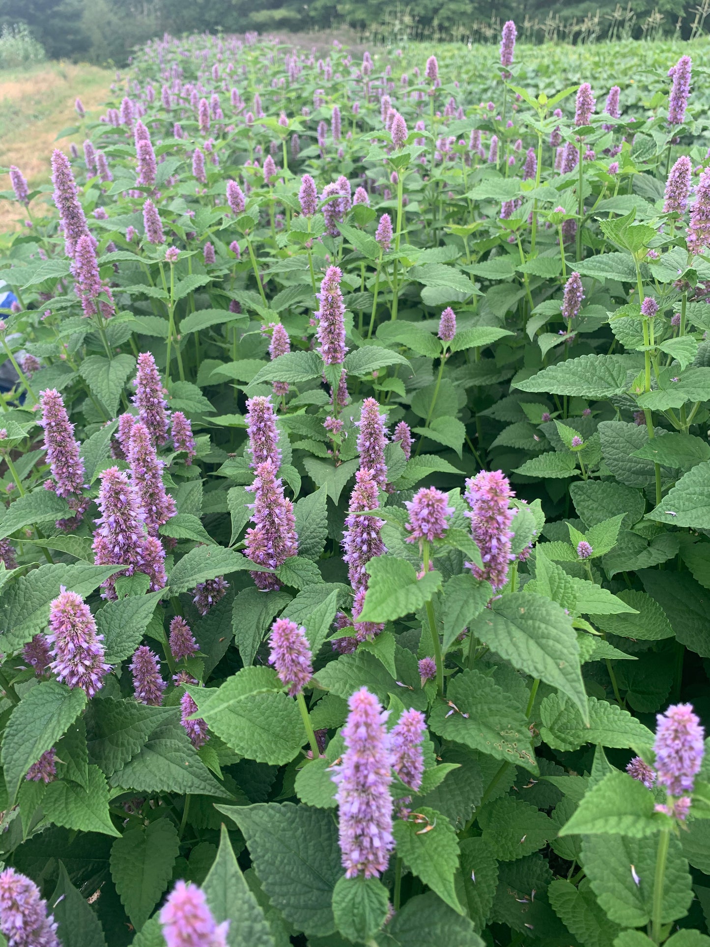 Anise Hyssop Seedling